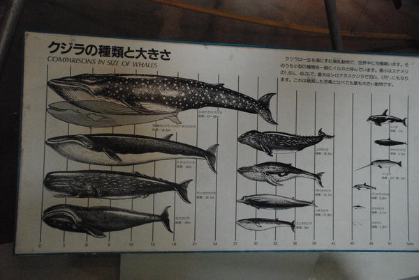 東海大海洋生物博物館 (15)