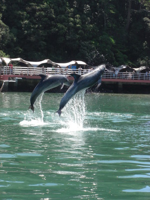 下田海中水族館 (4)