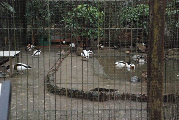 狭山市立智光山公園こども動物園 (28)