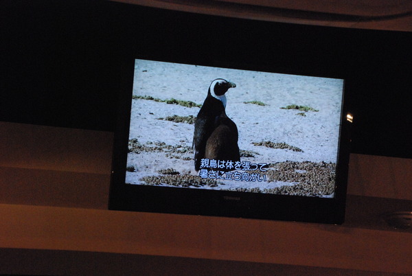 ペンギンのいるBAR (4)