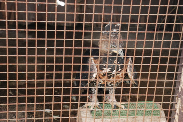 アルティメットアニマルシティ (10)