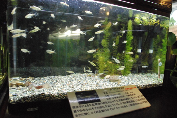 山梨県立富士湧水の里水族館 (6)