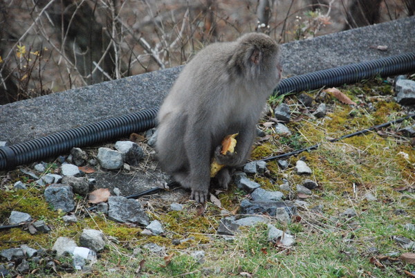 明智平ケーブルカー (3)