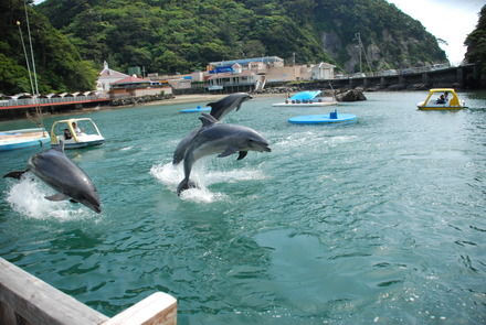 下田海中水族館 (38)
