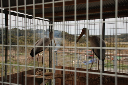 アルティメットアニマルシティ (20)