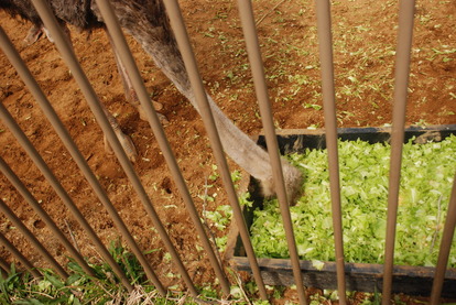 アルティメットアニマルシティ (8)