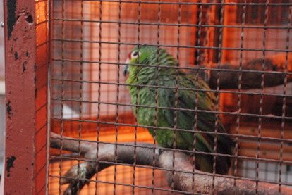 狭山市立智光山公園こども動物園 (37)