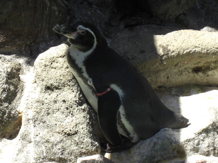 下田海中水族館 (15)
