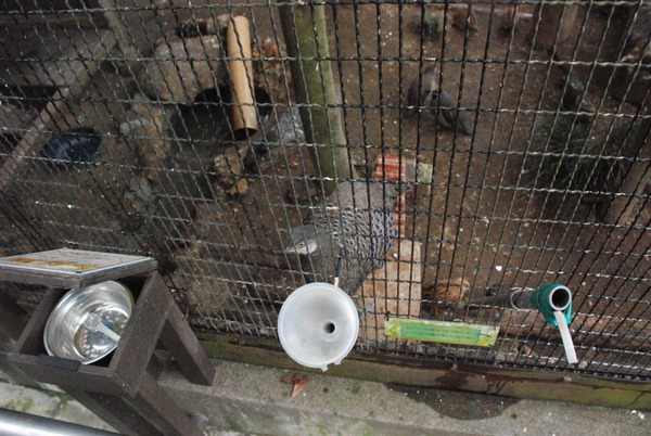 狭山市立智光山公園こども動物園 (11)