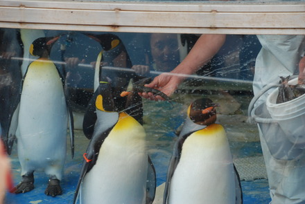 下田海中水族館 (70)