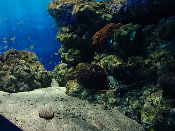 箱根園水族館 (118)