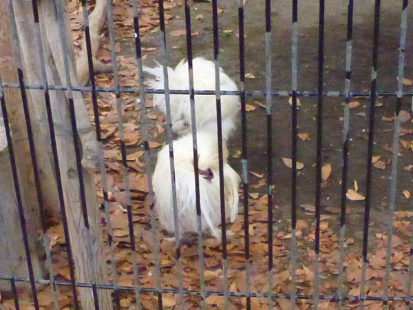 平塚市ふれあい動物園 (11)