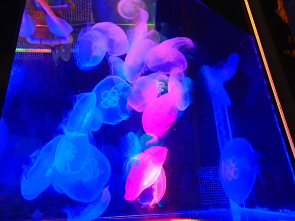 箱根園水族館 (112)