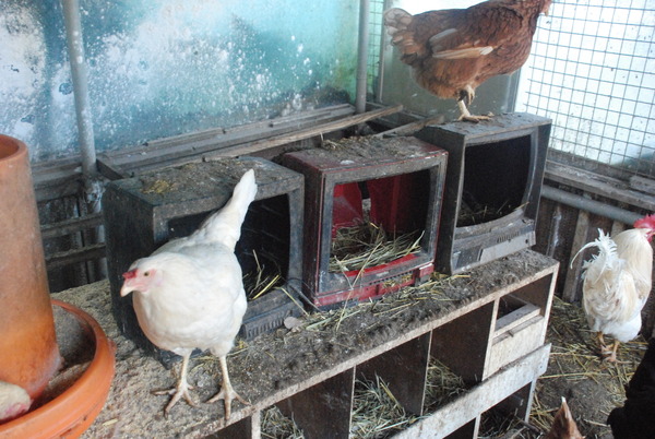 宮ヶ瀬コッコランドパーク (30)