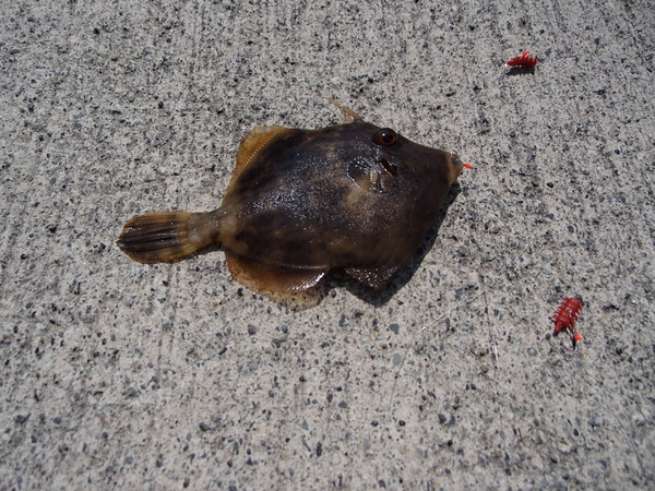 外浦港 釣り (24)