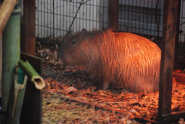 狭山市立智光山公園こども動物園 (43)