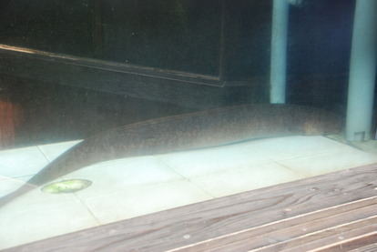 池田湖パラダイス (5)