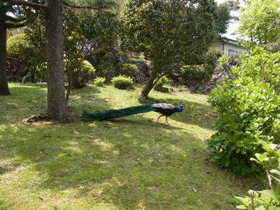 伊豆しゃぼてん公園 (65)