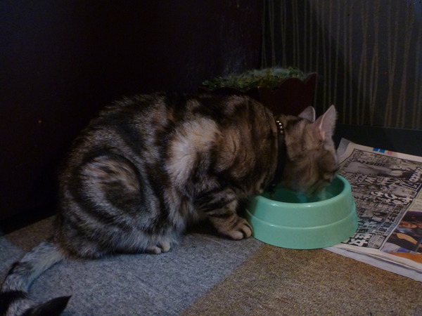 メディアカフェポパイ沼津店 (8)