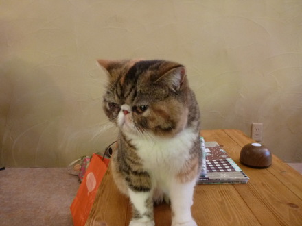 てまりのおうち (10)