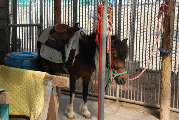 板橋区こども動物園 (7)