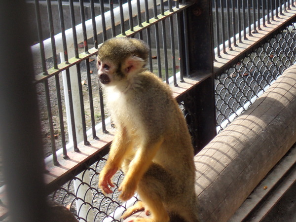 宇都宮動物園 (13)