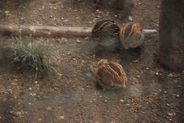 狭山市立智光山公園こども動物園 (10)