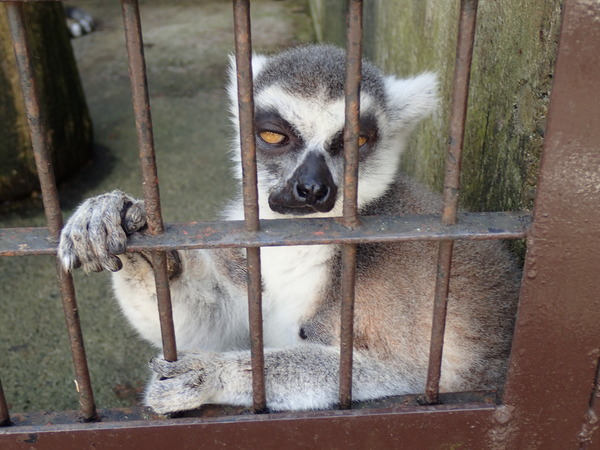 宇都宮動物園 (22)