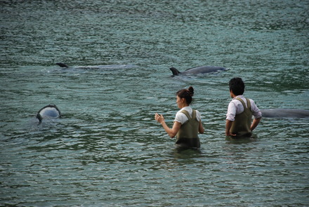 下田海中水族館 (71)