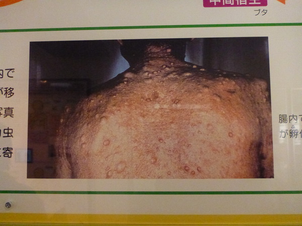 目黒寄生虫館 (48)