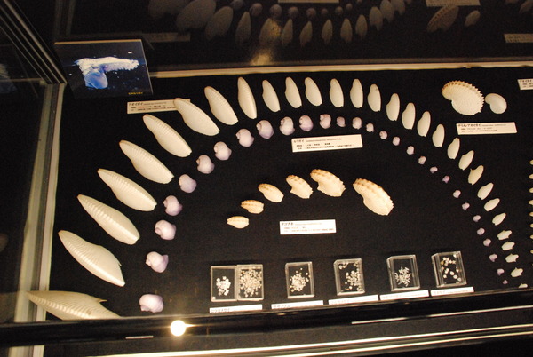 ぱれらめーる (19)