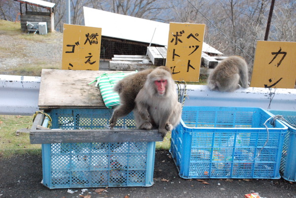 明智平ケーブルカー (1)