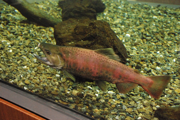 相模川ふれあい科学館 (10)