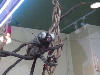 伊豆しゃぼてん公園 (63)