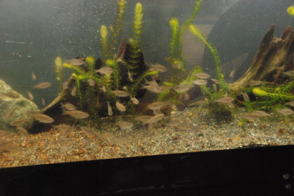 狭山市立智光山公園こども動物園 (5)