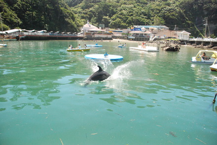 下田海中水族館 (18)