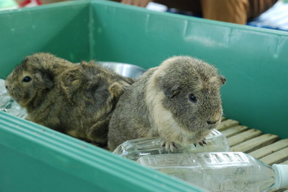 板橋区こども動物園 (5)