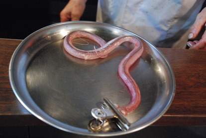 ジャパンスネークセンター (12)