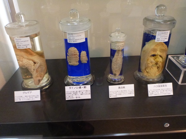 目黒寄生虫館 (19)