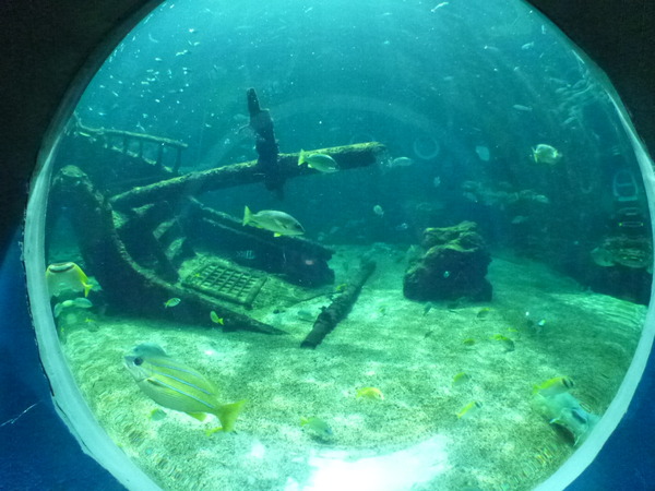 箱根園水族館 (21)