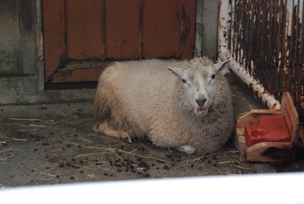 狭山市立智光山公園こども動物園 (14)