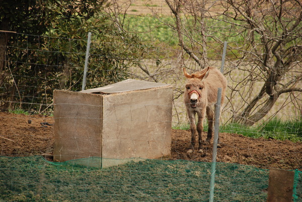 アルティメットアニマルシティ (16)