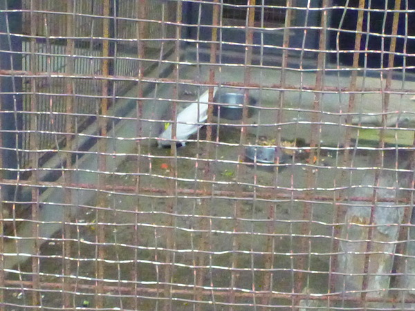 平塚市ふれあい動物園 (16)