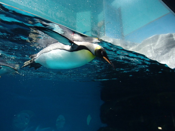 箱根園水族館 (111)