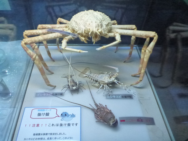 箱根園水族館 (23)