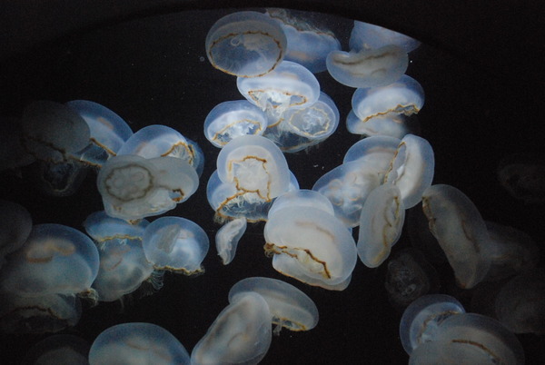 加茂水族館 (31)