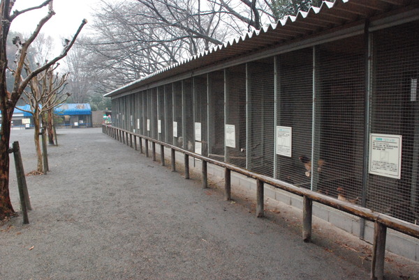 狭山市立智光山公園こども動物園 (20)