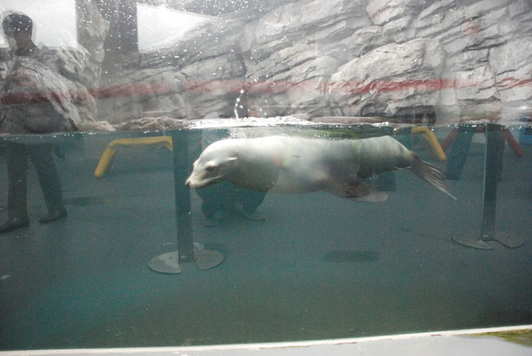 加茂水族館 (37)