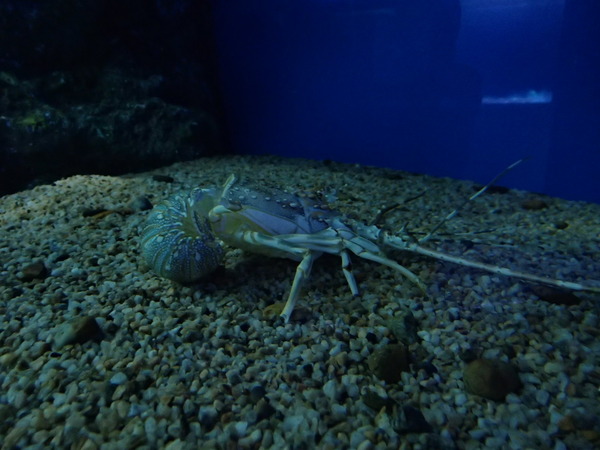 箱根園水族館 (119)