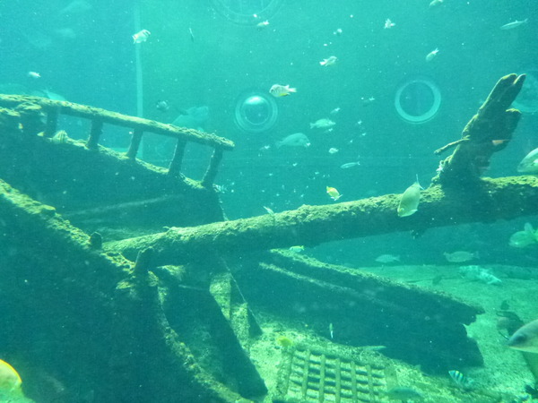 箱根園水族館 (22)